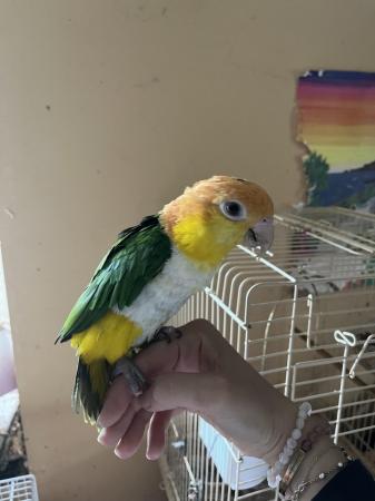 Image 3 of Lovely female caique for sale