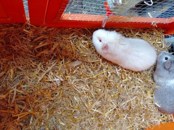 Image 4 of two guinea pigs for sale