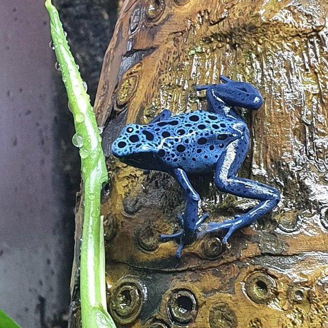 Preview of the first image of Azureus and Tumucumaque dart frog froglets, others available.