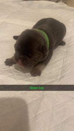 Image 2 of Testable fluffy carrier French bulldog puppies