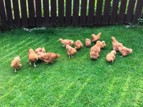 Image 25 of *POULTRY FOR SALE,EGGS,CHICKS,GROWERS,POL PULLETS*