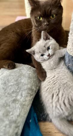 Image 16 of Beautiful British Shorthair kittens readyfor kind homes.