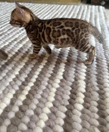 Image 12 of 5 generation TICA registered bengal kittens for sale.