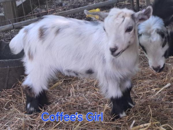Image 1 of Disbudded pygmy goat kids