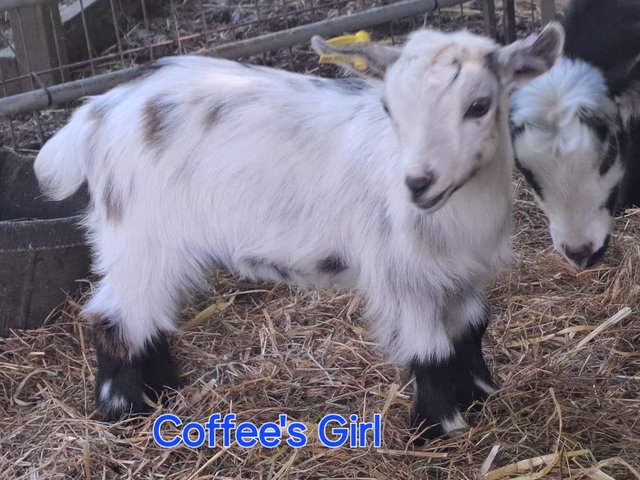 Preview of the first image of Disbudded pygmy goat kids.