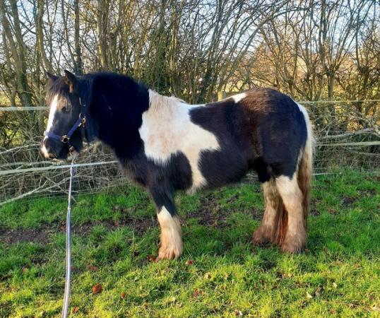 Image 1 of Childrens/Small adult pony for sale!