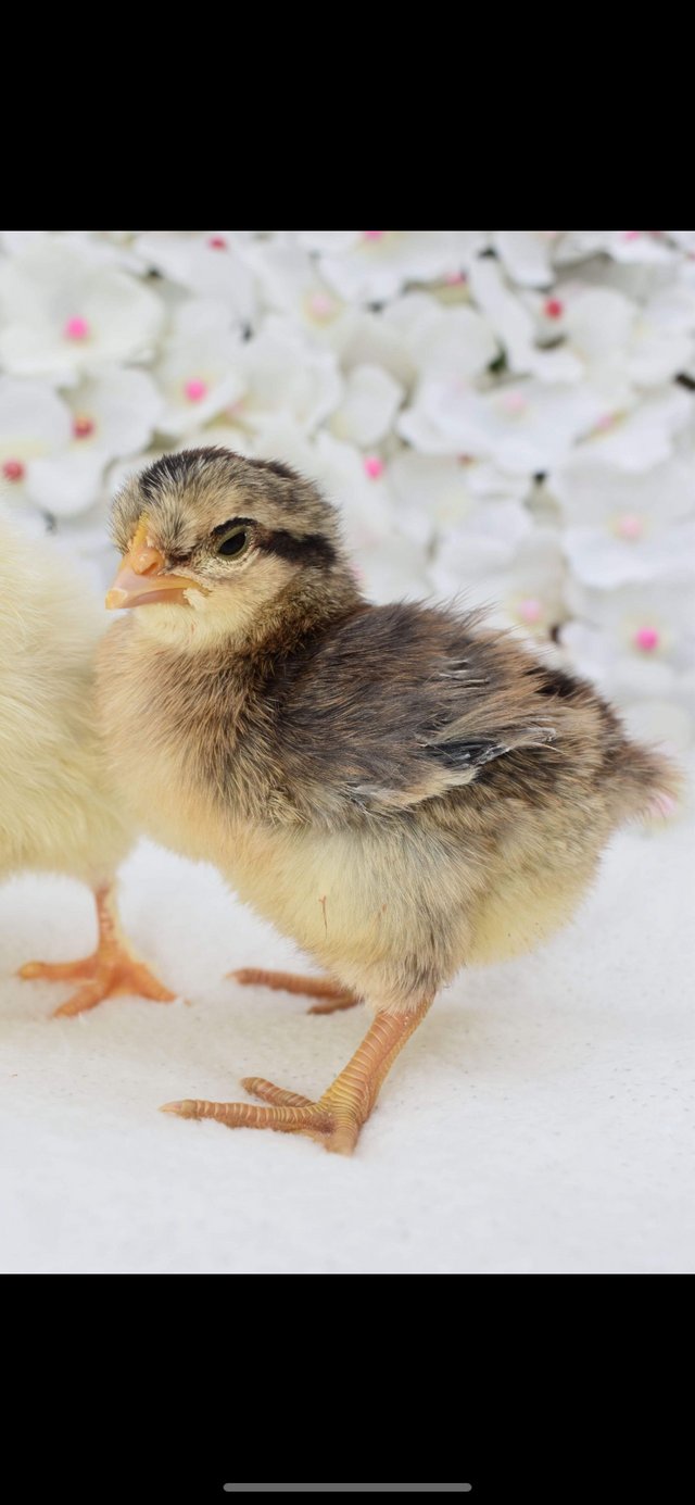 Preview of the first image of 2 week old chicks cream legbar and wheaten marans.