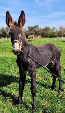 Image 4 of Gorgeous and Rare American Mammoth Donkey - Gelded