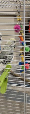 Image 1 of 1 year old female budgie