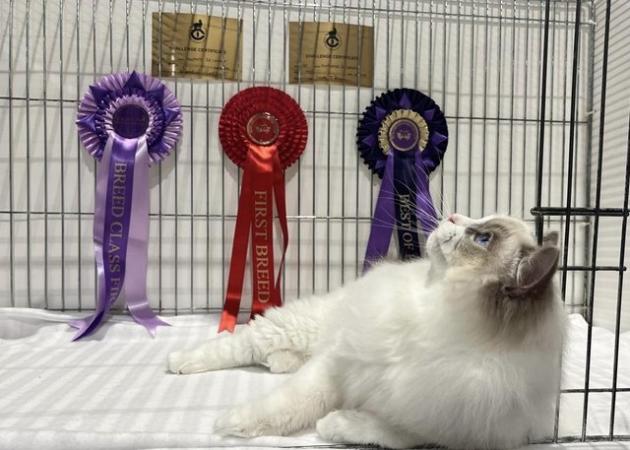Image 11 of Ragdoll Kittens (GCCF REGISTERED AND FULLY HEALTH TESTED)