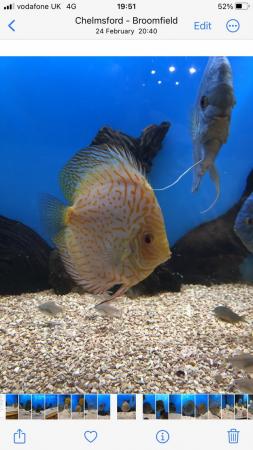 Image 12 of 12 Chens Discus for sale