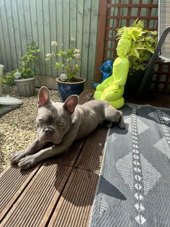 Image 2 of Blue French bulldog male 8 months old
