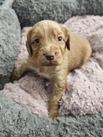 Image 8 of READY NOW!!! KC REGISTERED WORKING COCKER SPANIELS