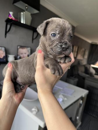 Image 10 of Amazing high quality Cane Corso Puppies