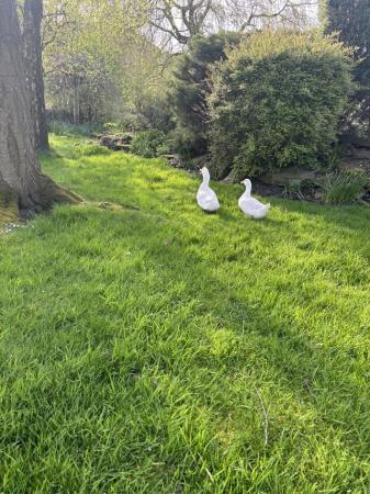 Image 2 of Aylesbury Ducklings for sale £15 each