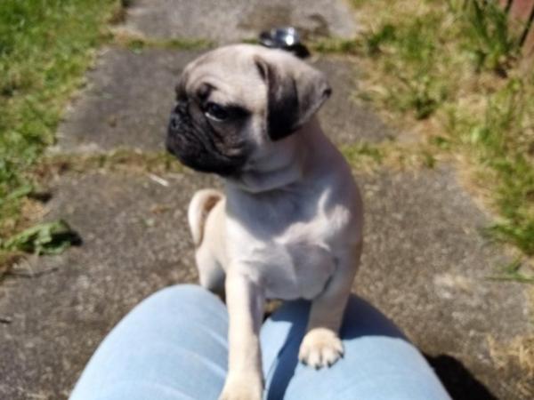 Image 4 of * Last fawn boy available£675 beautiful pug puppy*