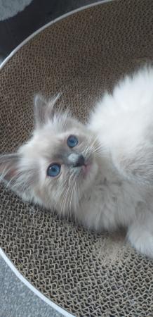 Image 19 of Pure Breed Ragdoll Kittens
