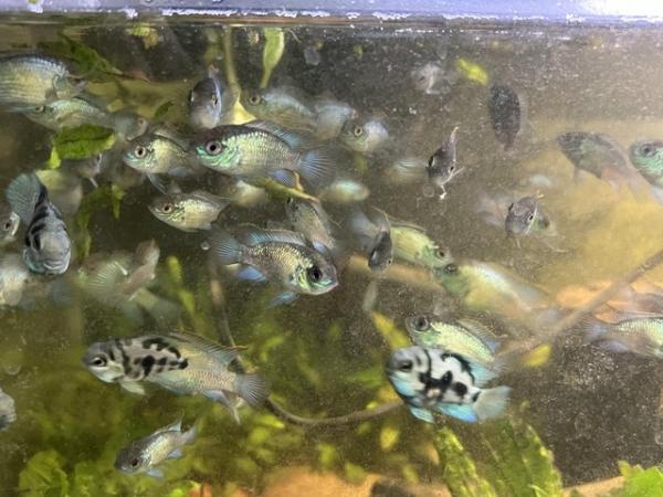 Image 7 of Various tropical fish for sale
