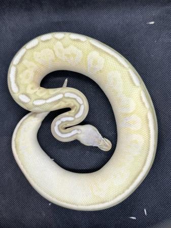 Image 1 of Royal pythons from £60 upto £250