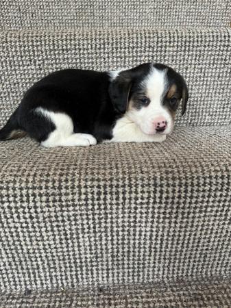 Image 3 of Special Home required for Beagle X Collie Puppy for sale