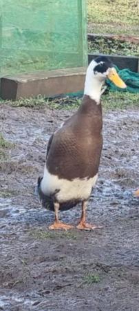 Image 1 of Beautiful Indian Runner Ducks for Sale Drakes