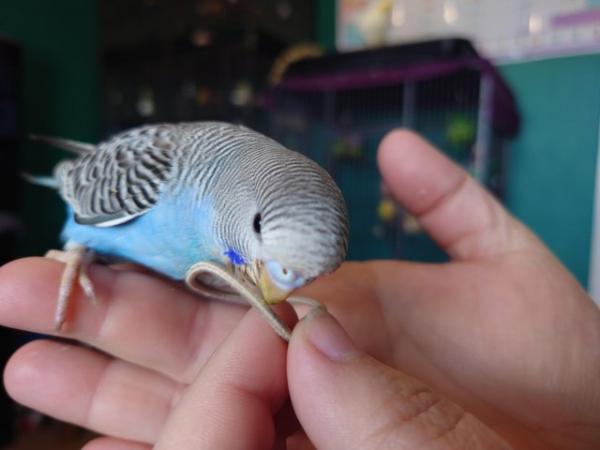 Image 8 of Hand reared silly tame baby budgie for sale