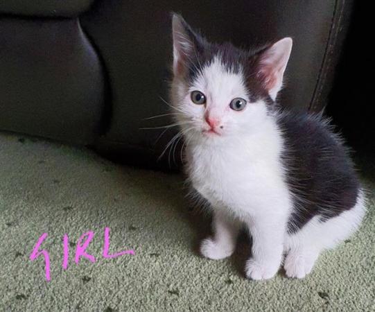 Image 8 of Kittens Available for their Forever Homes