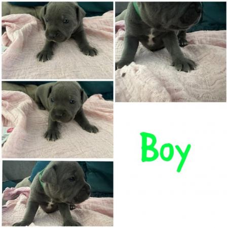 Image 1 of KC REG BLUE STAFFORDSHIRE BULL TERRIER PUPPIES