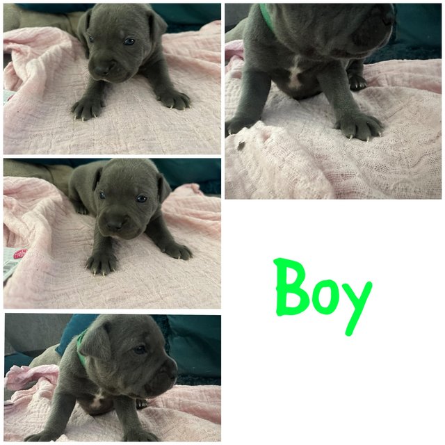 Preview of the first image of KC REG BLUE STAFFORDSHIRE BULL TERRIER PUPPIES.