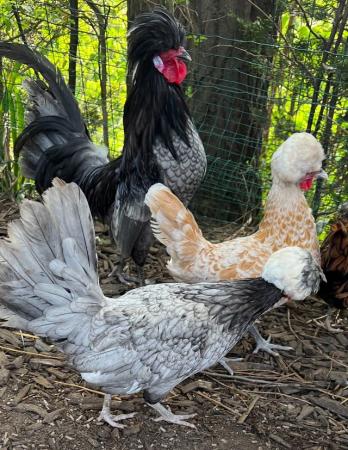 Image 2 of Polish bantams cockerel & 4 hens laying