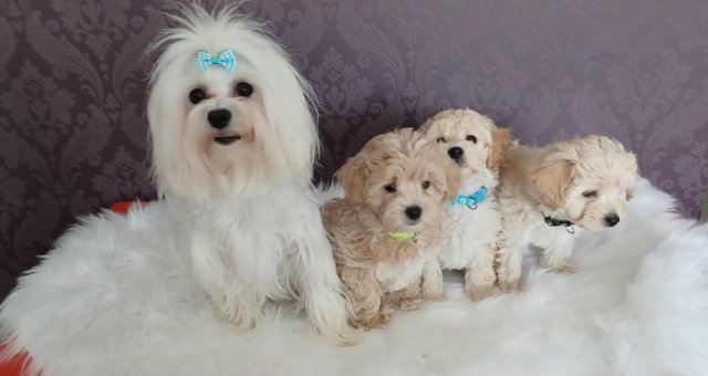 Image 2 of Health Tested Apricot & Cream Toy F1 Maltipoo Puppies