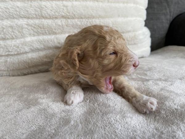 Image 6 of Gorgeous Coloured Toy Poodle Puppies For Sale