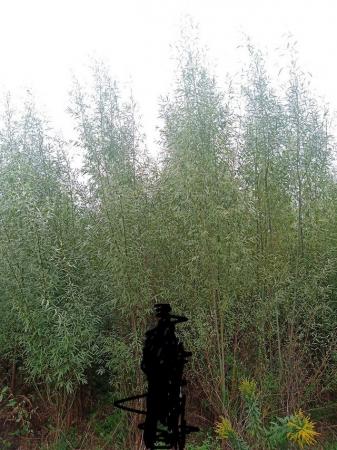 Image 3 of Fastest Growing Tree On The Planet (Hybrid Willow)
