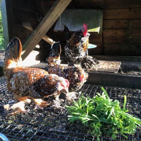 Image 4 of Barbu d'uccle Mille Fleur chicks