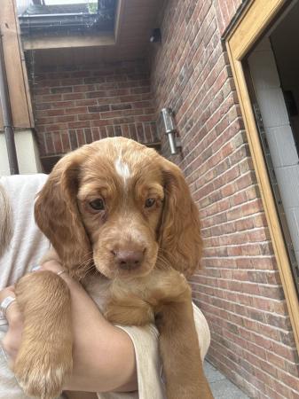 Image 5 of KC registered working Cocker spaniel puppies for sale