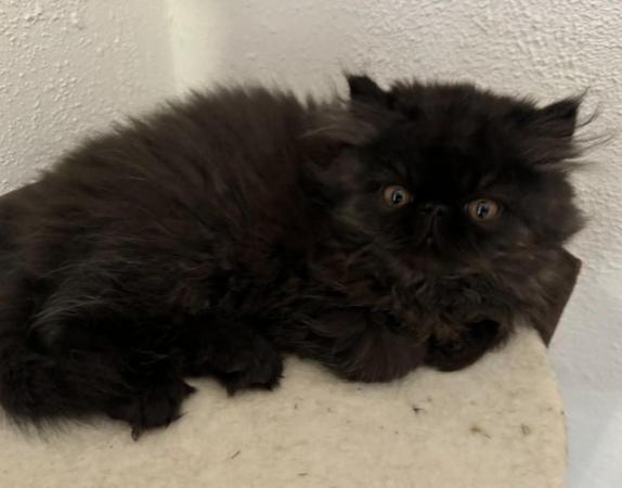 Image 6 of Handsome black Persian Kitten