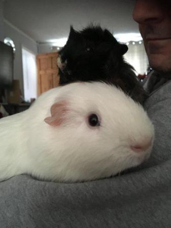 Image 6 of Two Male Guinea Pigs with double hutch with accessories