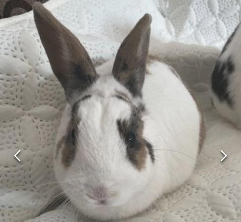 Image 1 of 4 year old male rabbits