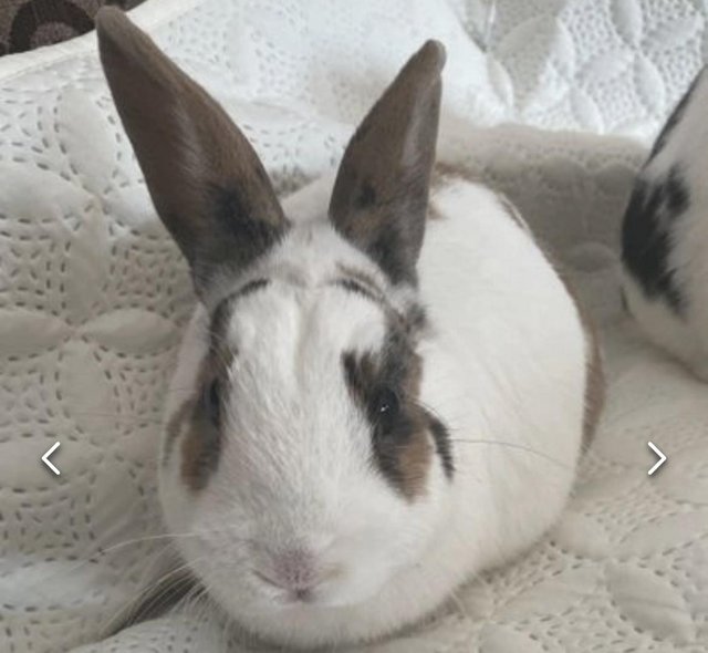 Preview of the first image of 4 year old male rabbits.