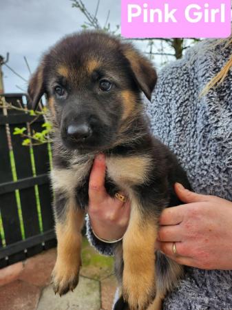 Image 10 of German Shepherd puppies for sale
