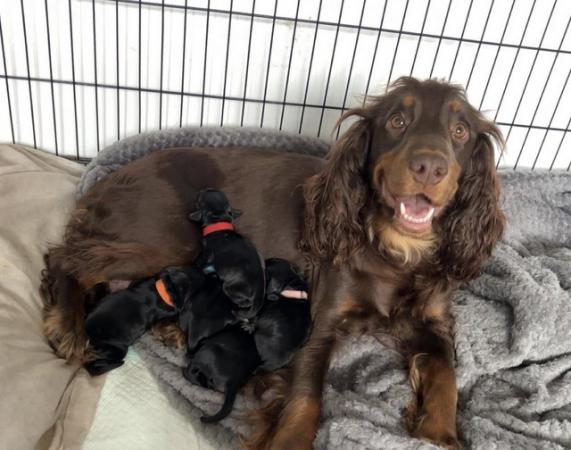 Image 3 of Sprocker puppies mixed litter ** Just 1 female left **
