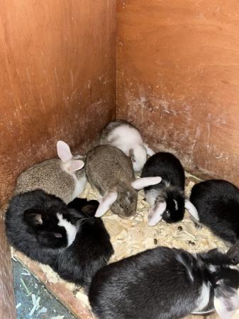 Image 10 of Mini lop rabbits ready now