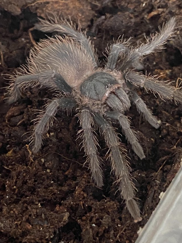 Preview of the first image of Pink salmon bird eater tarantulas.