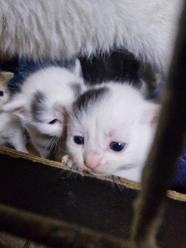 Preview of the first image of 3 girls and 2 boys kittens.