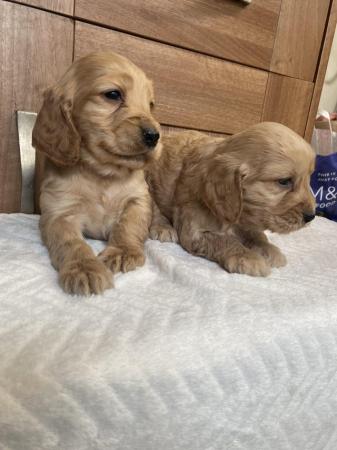 Image 5 of Stunning red cockapoo pups