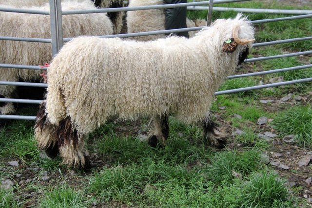 Image 2 of Registered Valais Blacknose Ewes been with ram