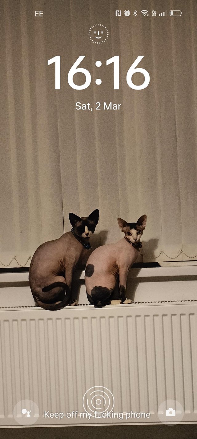 Preview of the first image of 2 sphynx girls currently 7 weeks old.