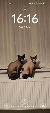 Image 1 of 2 sphynx girls currently 7 weeks old