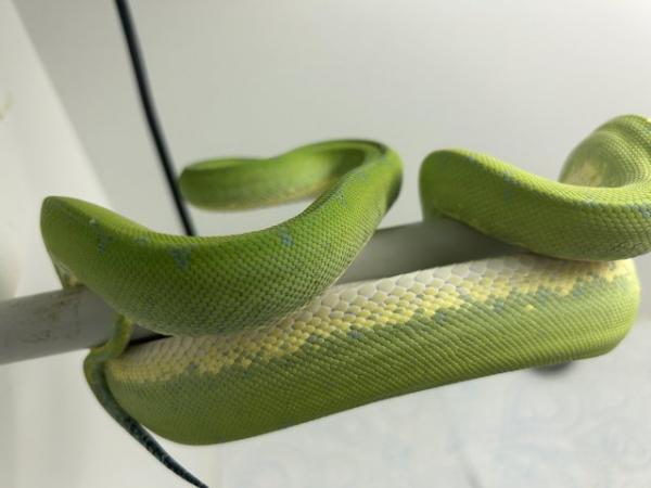 Image 2 of Manokwari green tree python Cb21 female