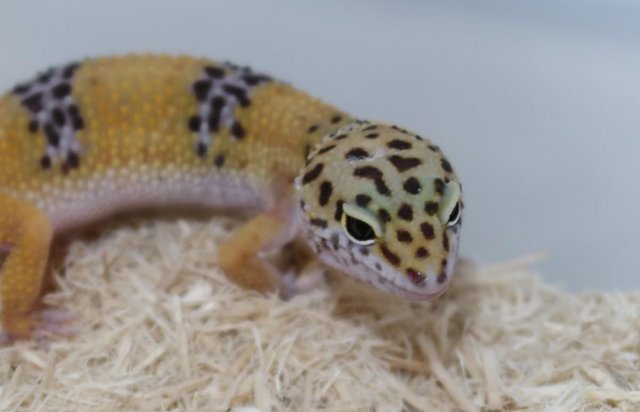 Image 5 of Young Female Leopard Gecko for SALE